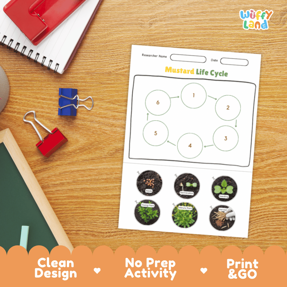 Mustard Lifecycle Poster and Cut and Paste Activity Worksheets | Plant Science Printables