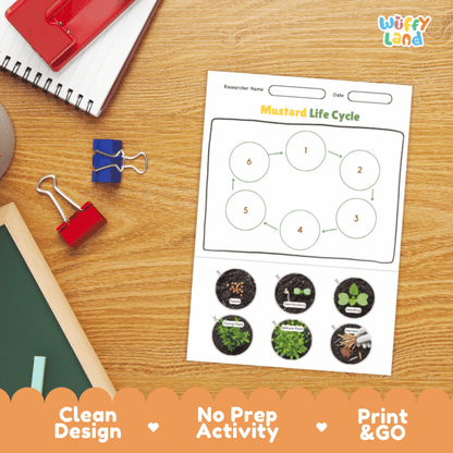 Mustard Lifecycle Poster and Cut and Paste Activity Worksheets | Plant Science Printables