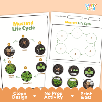Mustard Lifecycle Poster and Cut and Paste Activity Worksheets | Plant Science Printables