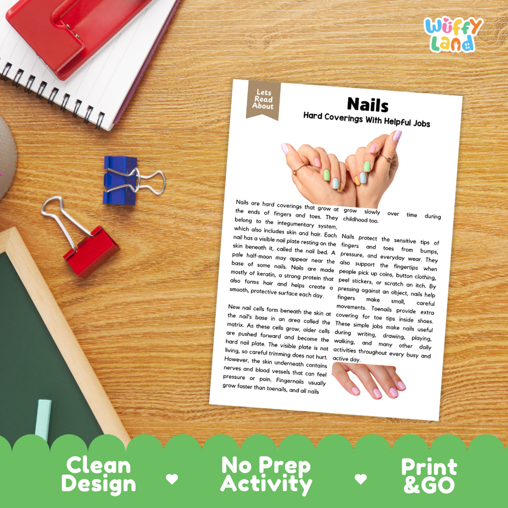 Student reading comprehension worksheet with short-answer questions and lined sections about human nails