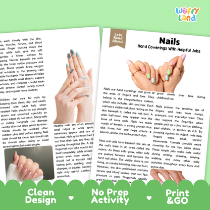 Teacher answer key page showing complete question solutions for Nails human body reading comprehension practice