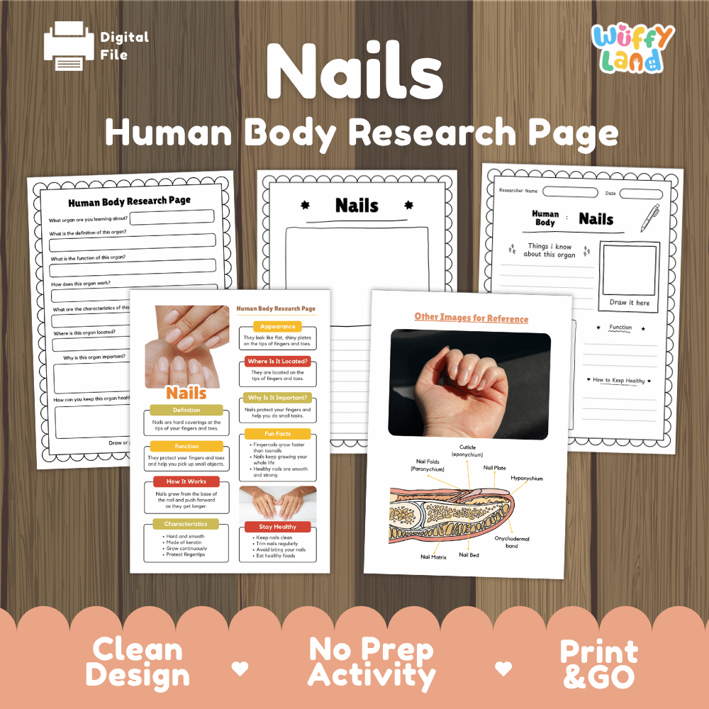 Nails Human Body Research Page Worksheets Anatomy Science Activity