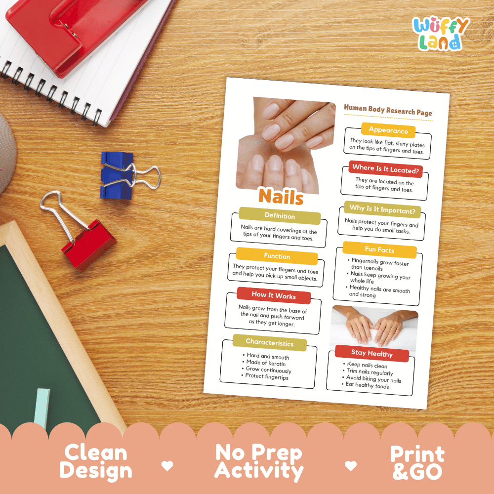 Nails Human Body Research Page Worksheets Anatomy Science Activity