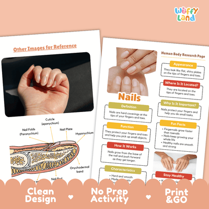 Nails Human Body Research Page Worksheets Anatomy Science Activity