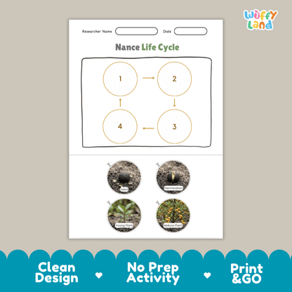 Educational reference chart poster showing the 4 stages of the nance life cycle from seed and germination to young seedling and mature fruit tree
