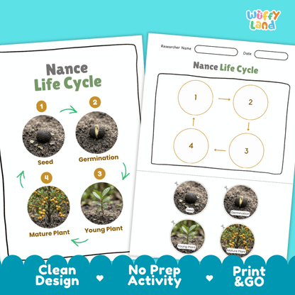 Print and go digital PDF plant science activity featuring clean design layout, researcher name line, and zero prep classroom format