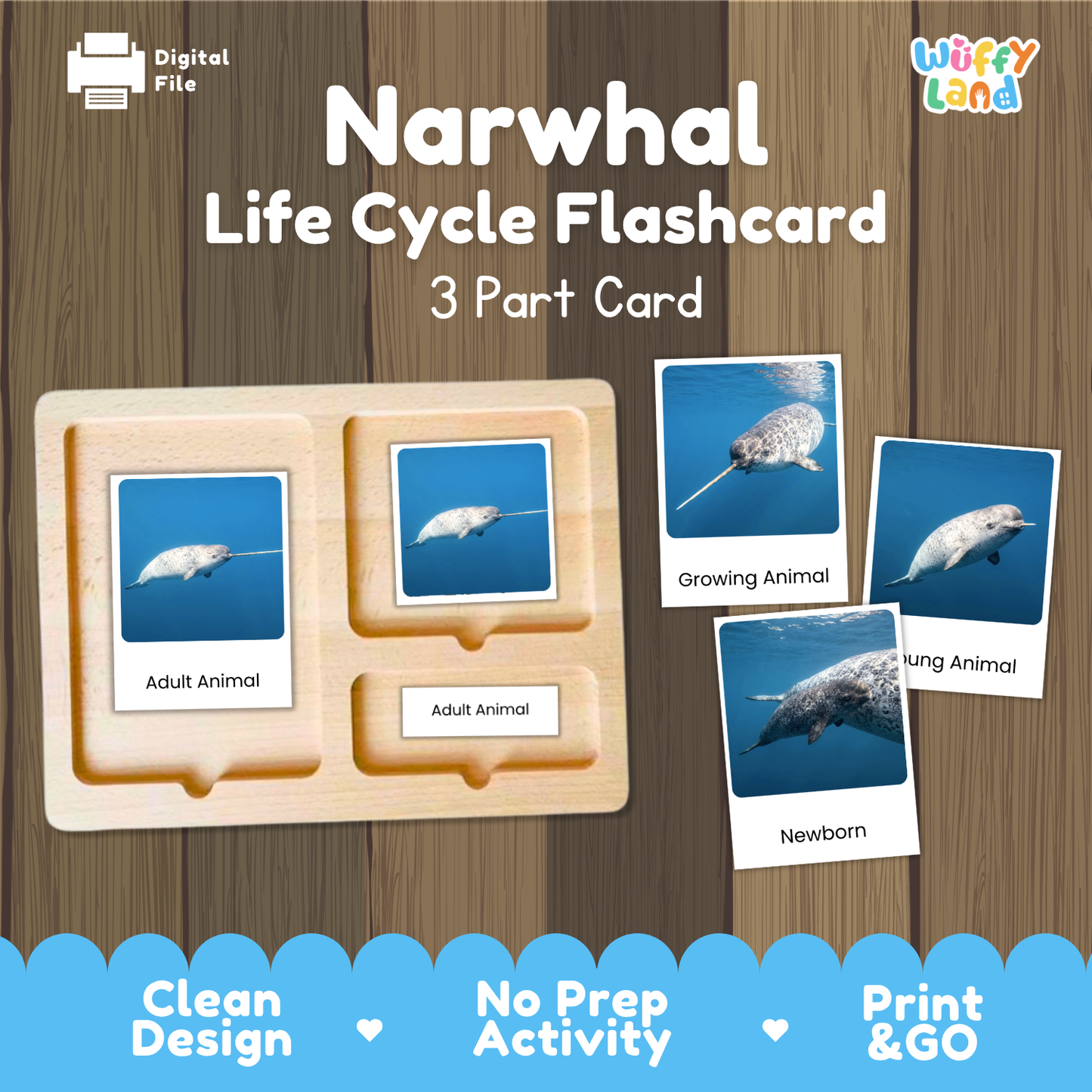 Narwhal Life Cycle Flashcard 3 Part Card