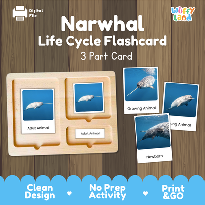 Narwhal Life Cycle Flashcard 3 Part Card