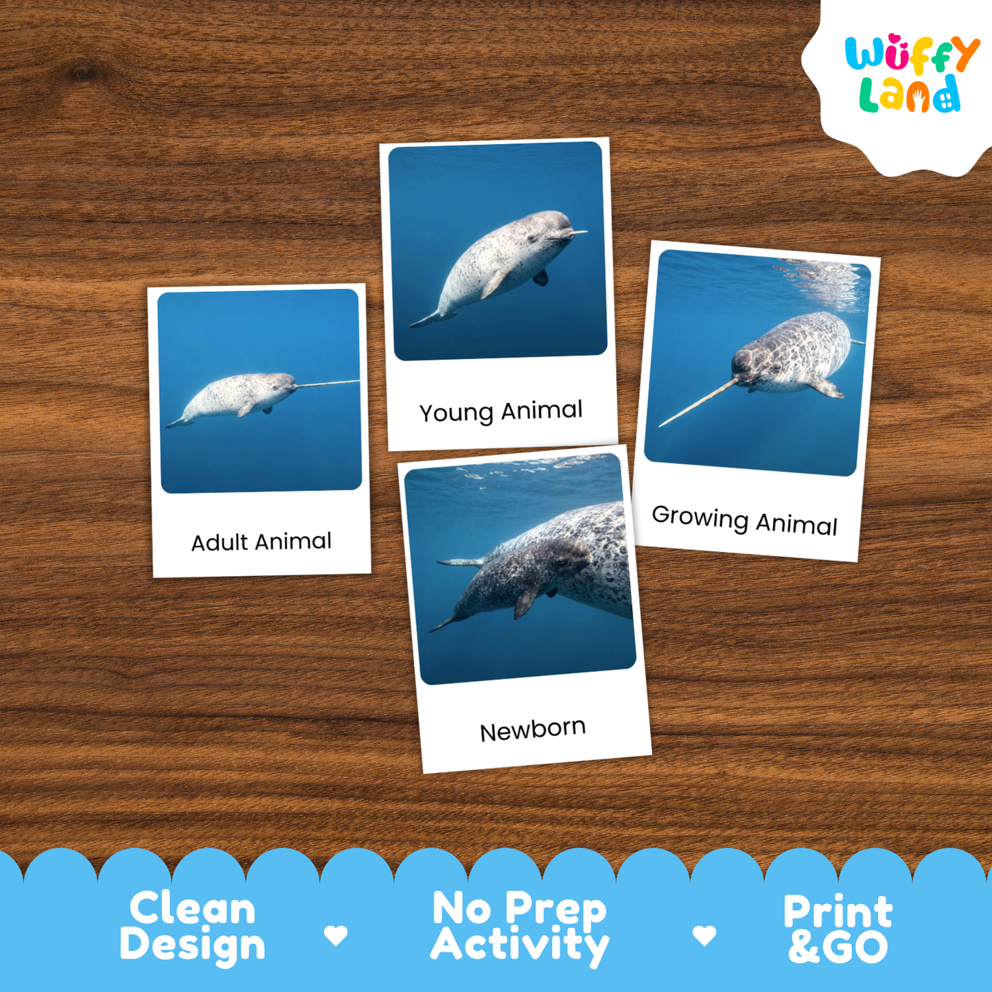 Narwhal Life Cycle Flashcard 3 Part Card