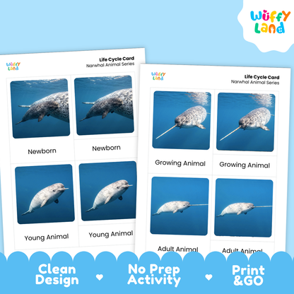 Narwhal Life Cycle Flashcard 3 Part Card