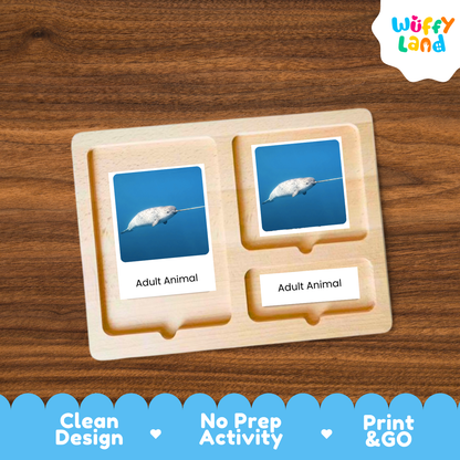 Narwhal Life Cycle Flashcard 3 Part Card