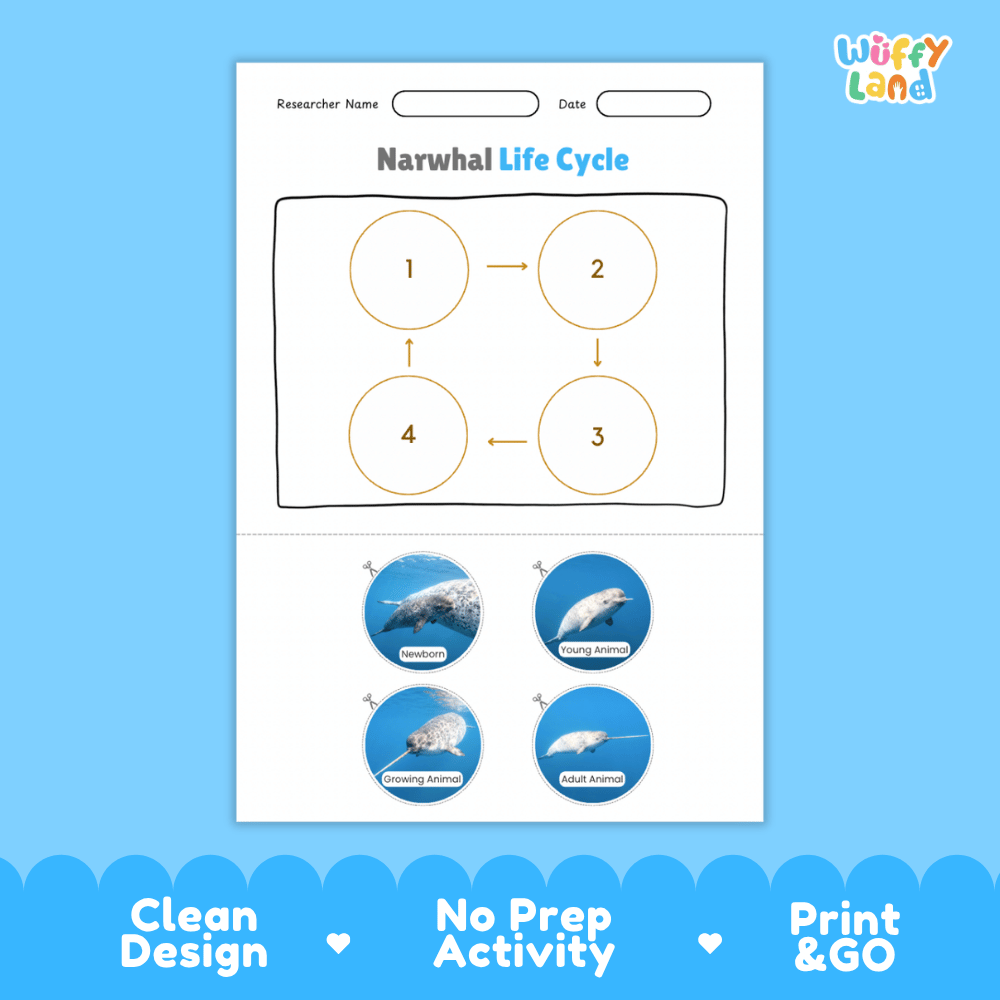 Narwhal Life Cycle Poster and Cut and Paste Activity Worksheets