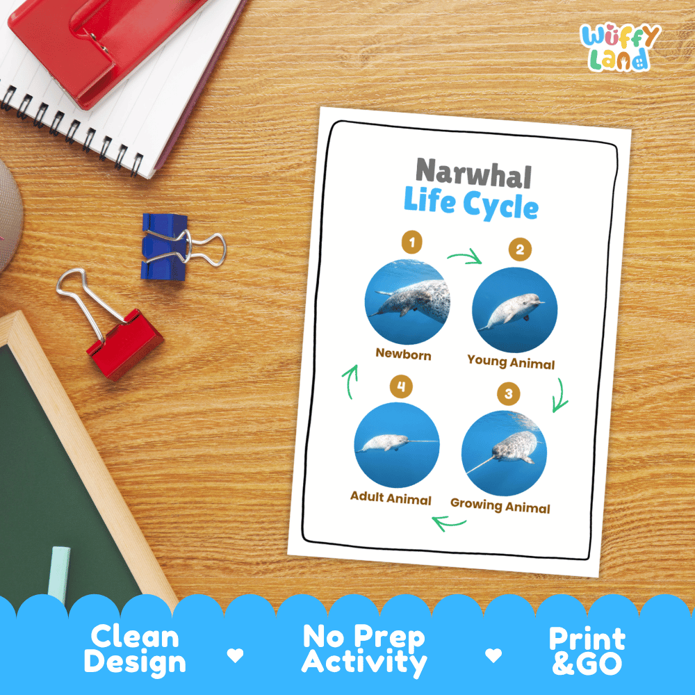 Narwhal Life Cycle Poster and Cut and Paste Activity Worksheets