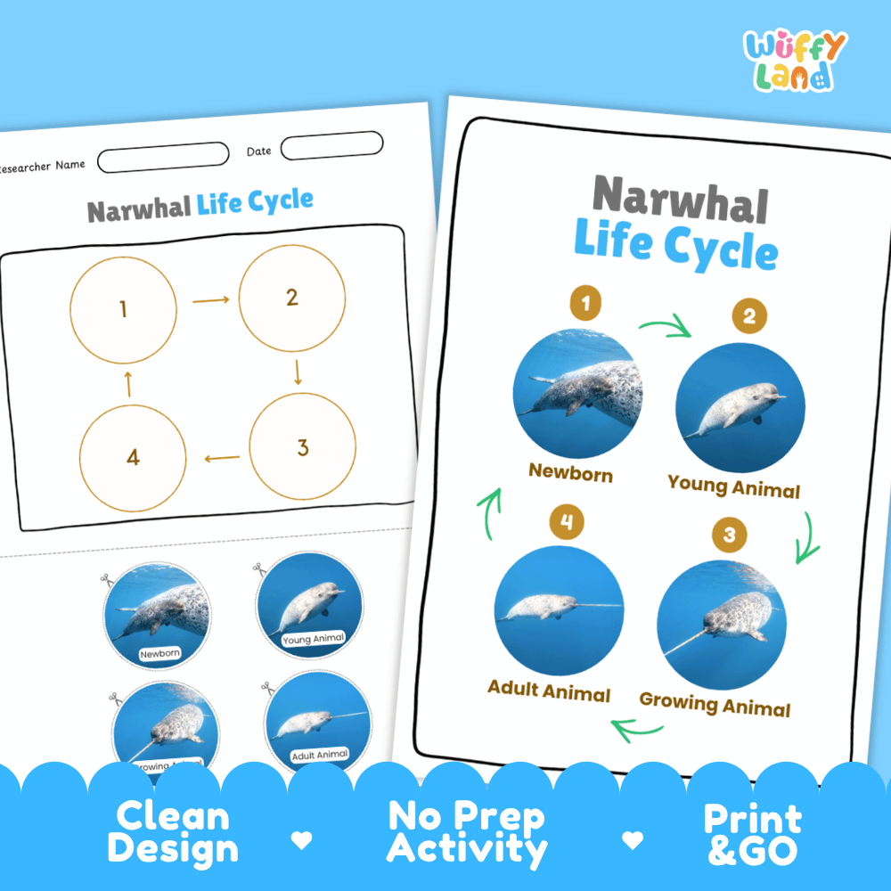 Narwhal Life Cycle Poster and Cut and Paste Activity Worksheets