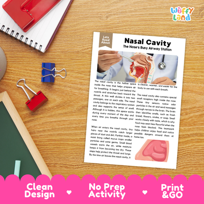 Student reading comprehension worksheet with short-answer questions and lined sections about the human nasal cavity