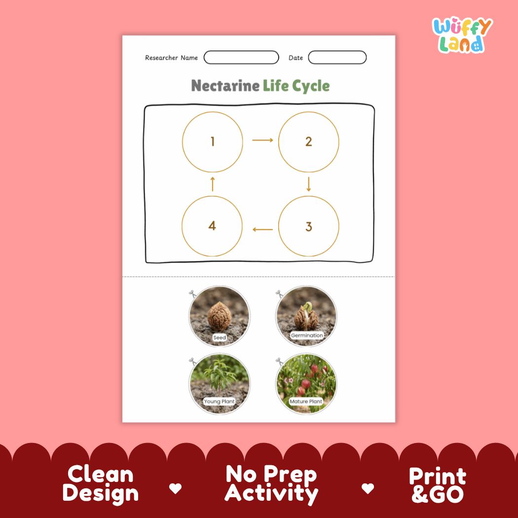 Educational reference chart poster showing the 4 stages of the nectarine life cycle from seed pit and germination to young seedling and mature fruit tree