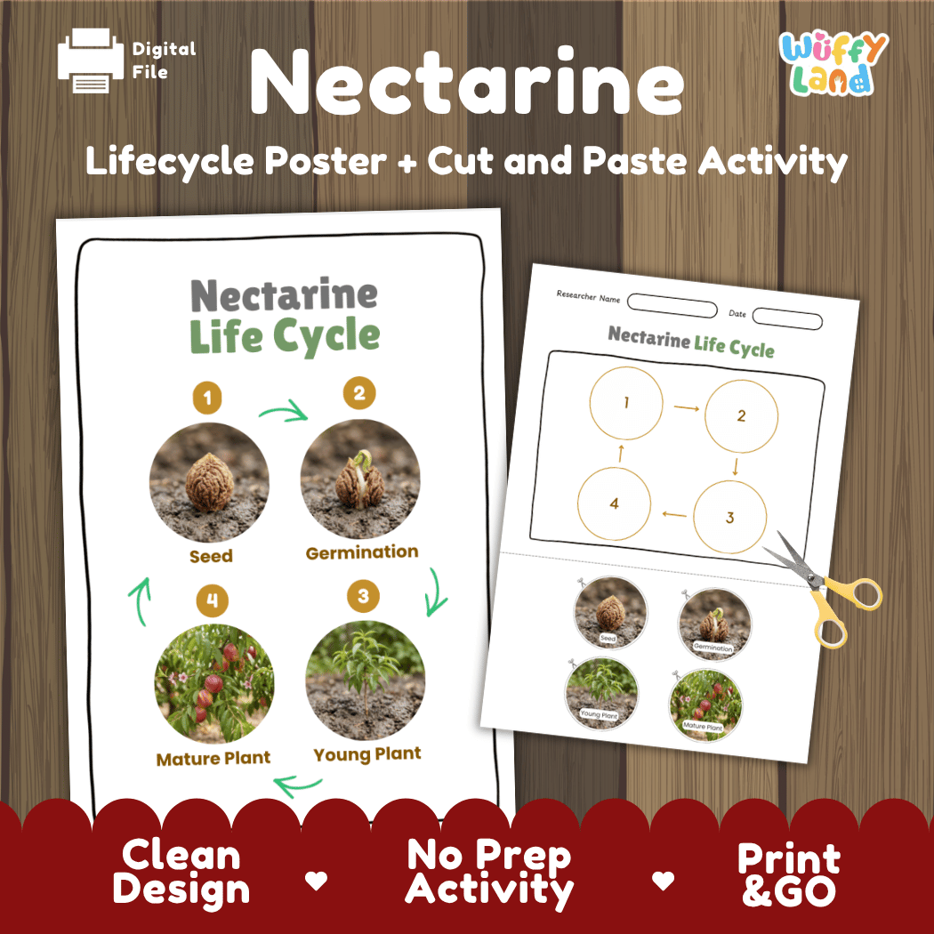 Nectarine tree plant life cycle educational poster and cut and paste printable sequencing activity featuring real photos for elementary science
