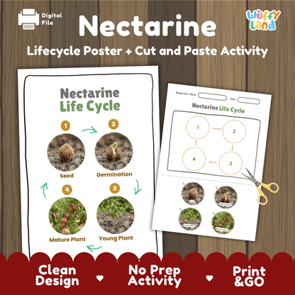 Nectarine tree plant life cycle educational poster and cut and paste printable sequencing activity featuring real photos for elementary science