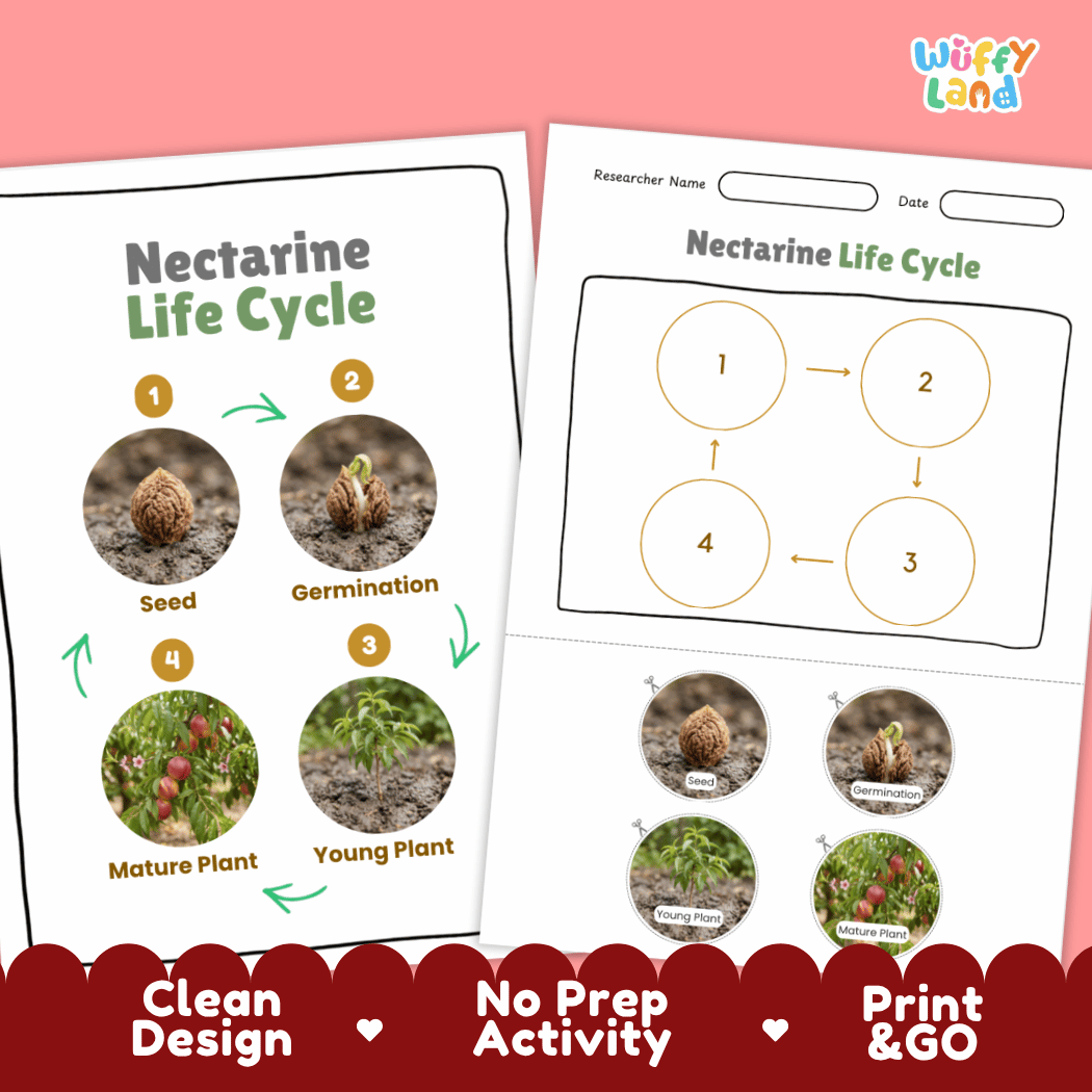 Print and go digital PDF plant science activity featuring clean design layout, researcher name line, and zero prep classroom format
