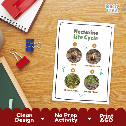 Hands-on cut and paste science worksheet with numbered circular slots for students to sequence real photo stages of a nectarine tree