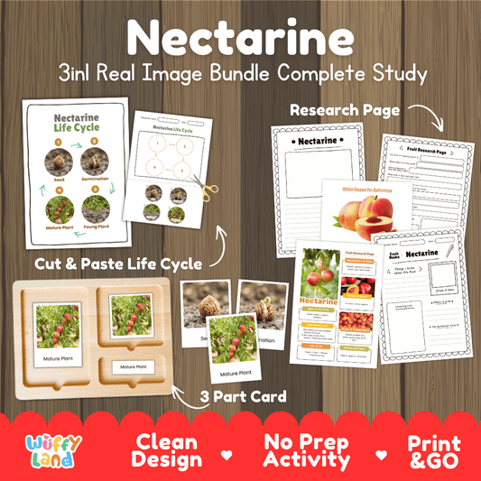 Nectarine tree life cycle 3in1 real image bundle complete study overview featuring cut and paste worksheets, Montessori 3-part cards, and research pages from Wuffy Land 🍑🌱