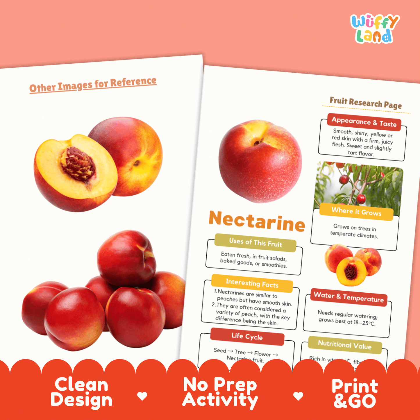 Nectarine Fruit Research Activity Worksheet Science Healthy Eating Summer