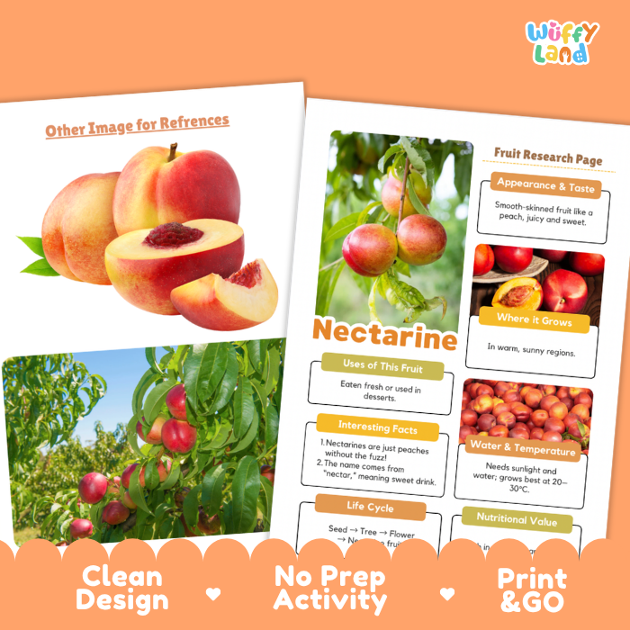 Two printed educational poster sheets about peaches and nectarines displayed on an orange background. The right sheet is a fruit research page with photos of peaches on the tree, growing conditions, uses, facts, and life cycle.