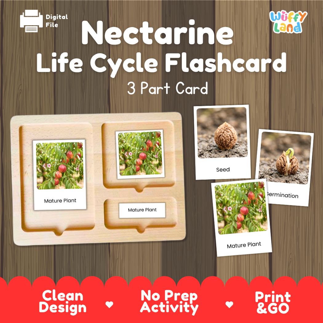 Nectarine Life Cycle Flashcard 3 Part Card Montessori Printable Activity