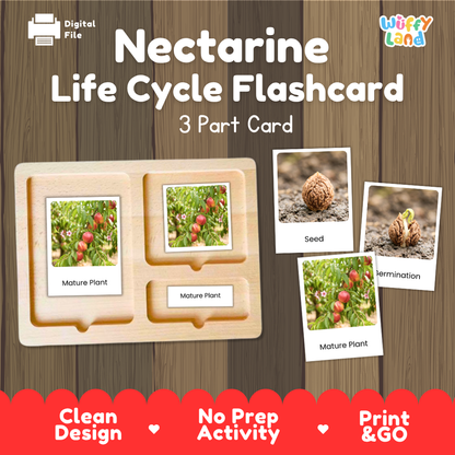 Nectarine Life Cycle Flashcard 3 Part Card Montessori Printable Activity