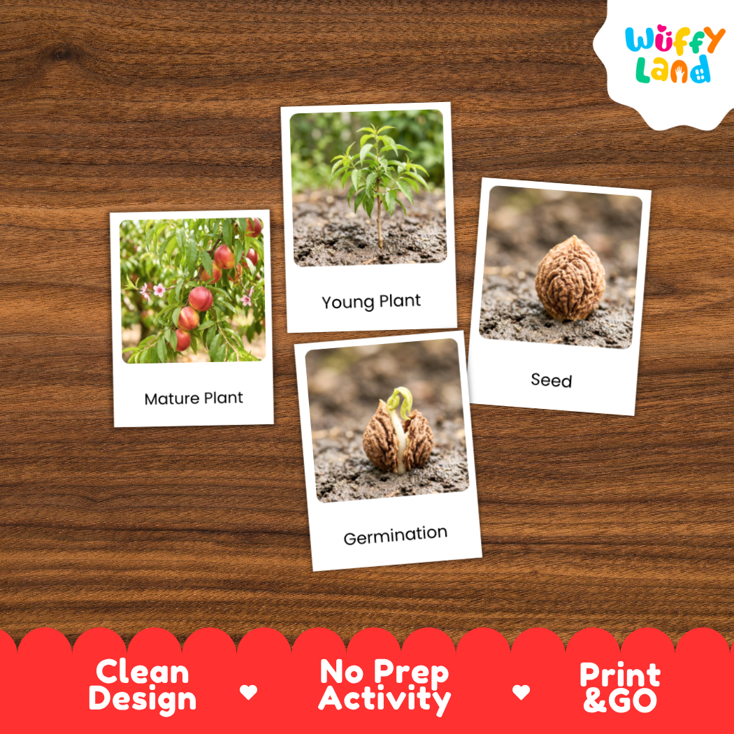 Four educational activity cards about plant germination and growth, displayed on a dark wood background. The cards show labeled images of a mature plant with tomatoes, a young plant, a seed, and germination.