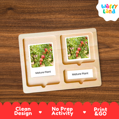 Nectarine Life Cycle Flashcard 3 Part Card Montessori Printable Activity