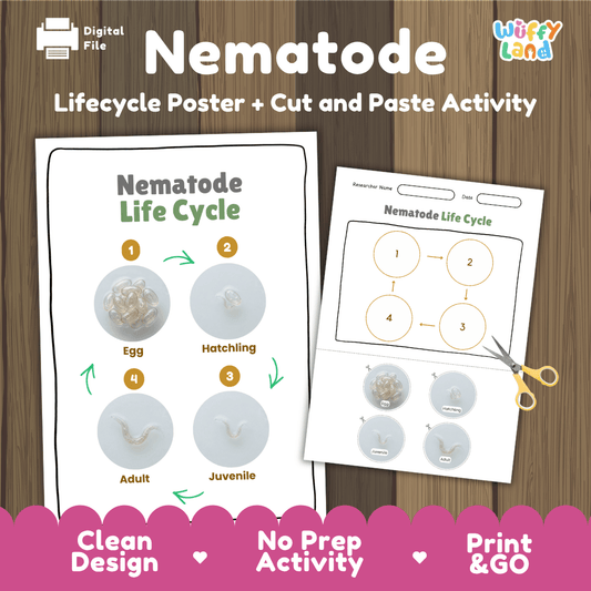 Nematode life cycle sequencing reference chart and cut and paste student worksheet with 4 developmental stages