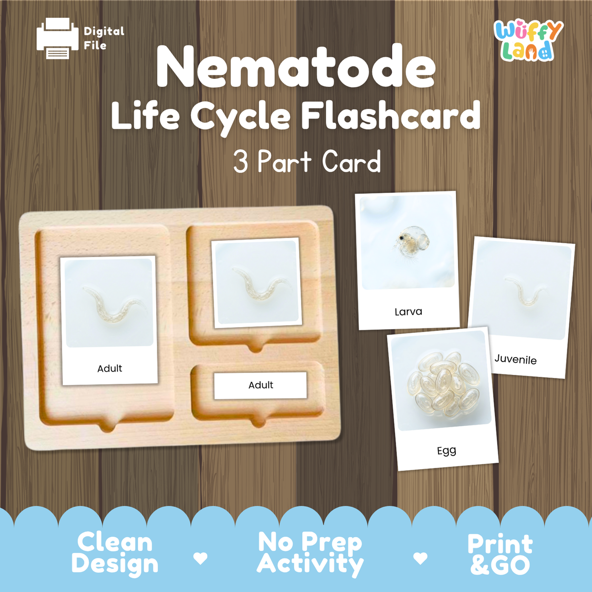 Nematode Life Cycle Flashcards | 3 Part Cards Biology Activity