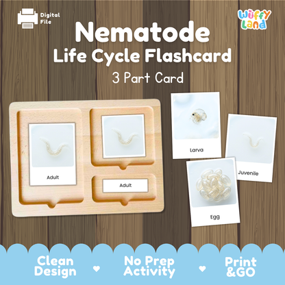 Nematode Life Cycle Flashcards | 3 Part Cards Biology Activity
