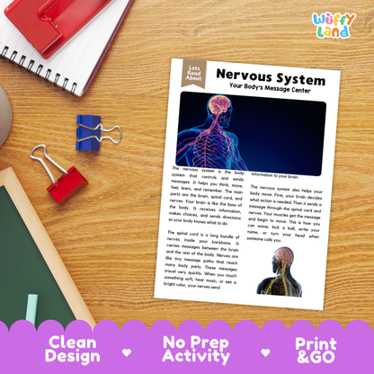 Student reading comprehension worksheet with short-answer questions and lined sections about the human nervous system