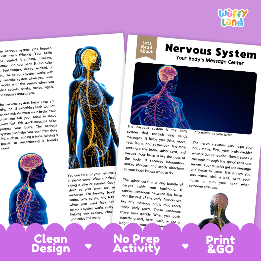 Teacher answer key page showing complete question solutions for Nervous System human body reading comprehension practice