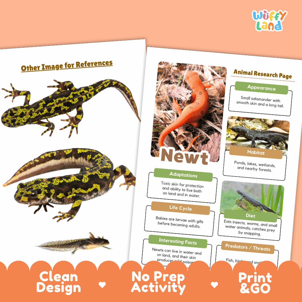 Newt Animal Research Page Worksheets