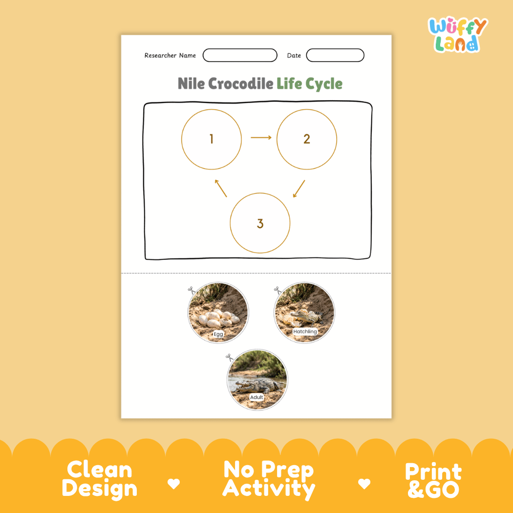 Nile Crocodile Life Cycle Poster and Cut and Paste Activity Worksheet
