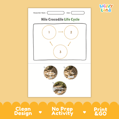 Nile Crocodile Life Cycle Poster and Cut and Paste Activity Worksheet