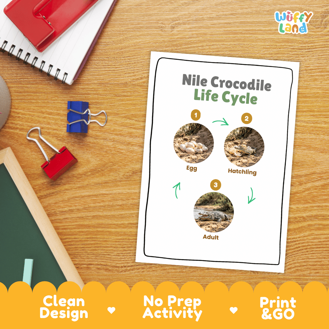 Nile Crocodile Life Cycle Poster and Cut and Paste Activity Worksheet