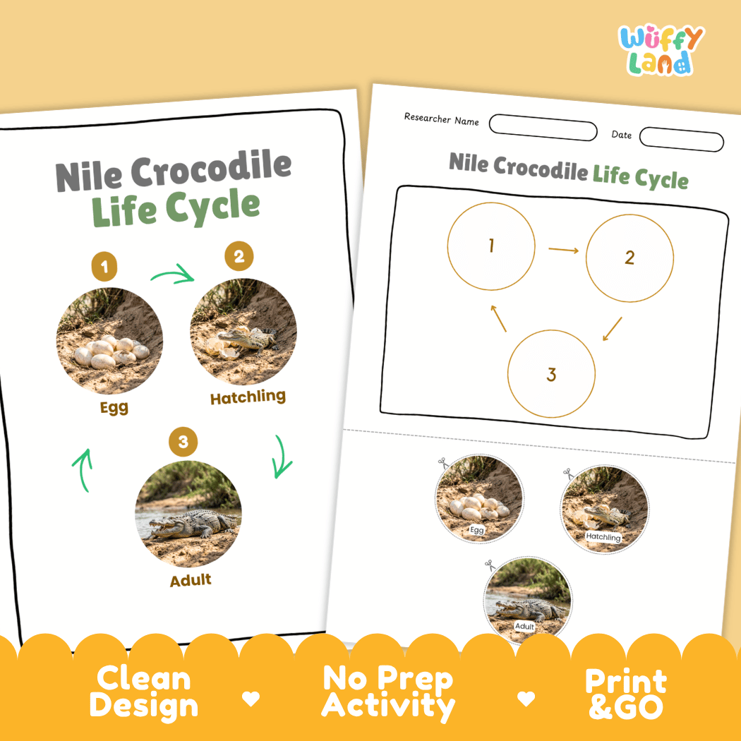 Nile Crocodile Life Cycle Poster and Cut and Paste Activity Worksheet