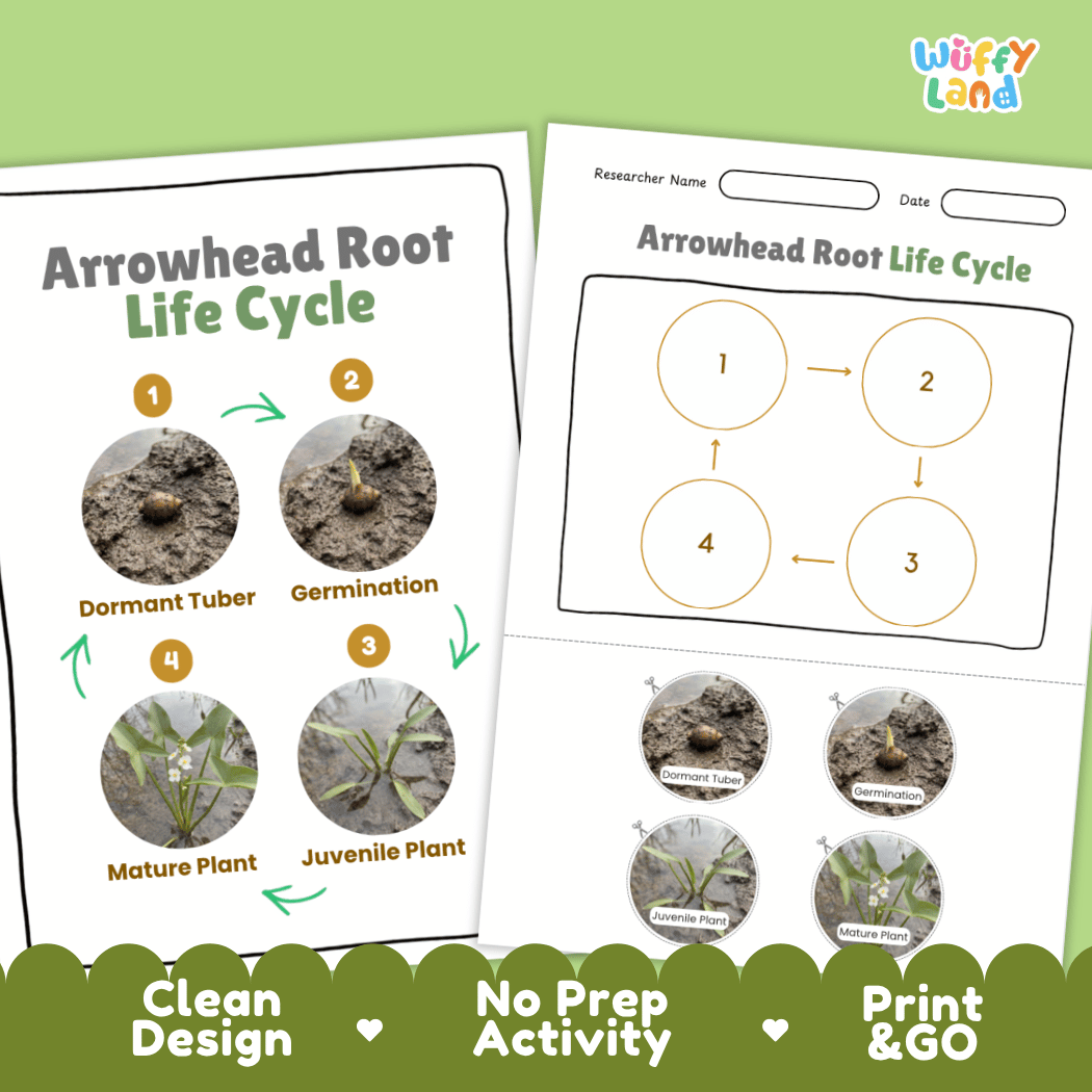 Print and go no-prep arrowhead root botany activity sheets featuring clean minimalist design for classroom and homeschool science
