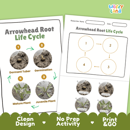 Print and go no-prep arrowhead root botany activity sheets featuring clean minimalist design for classroom and homeschool science