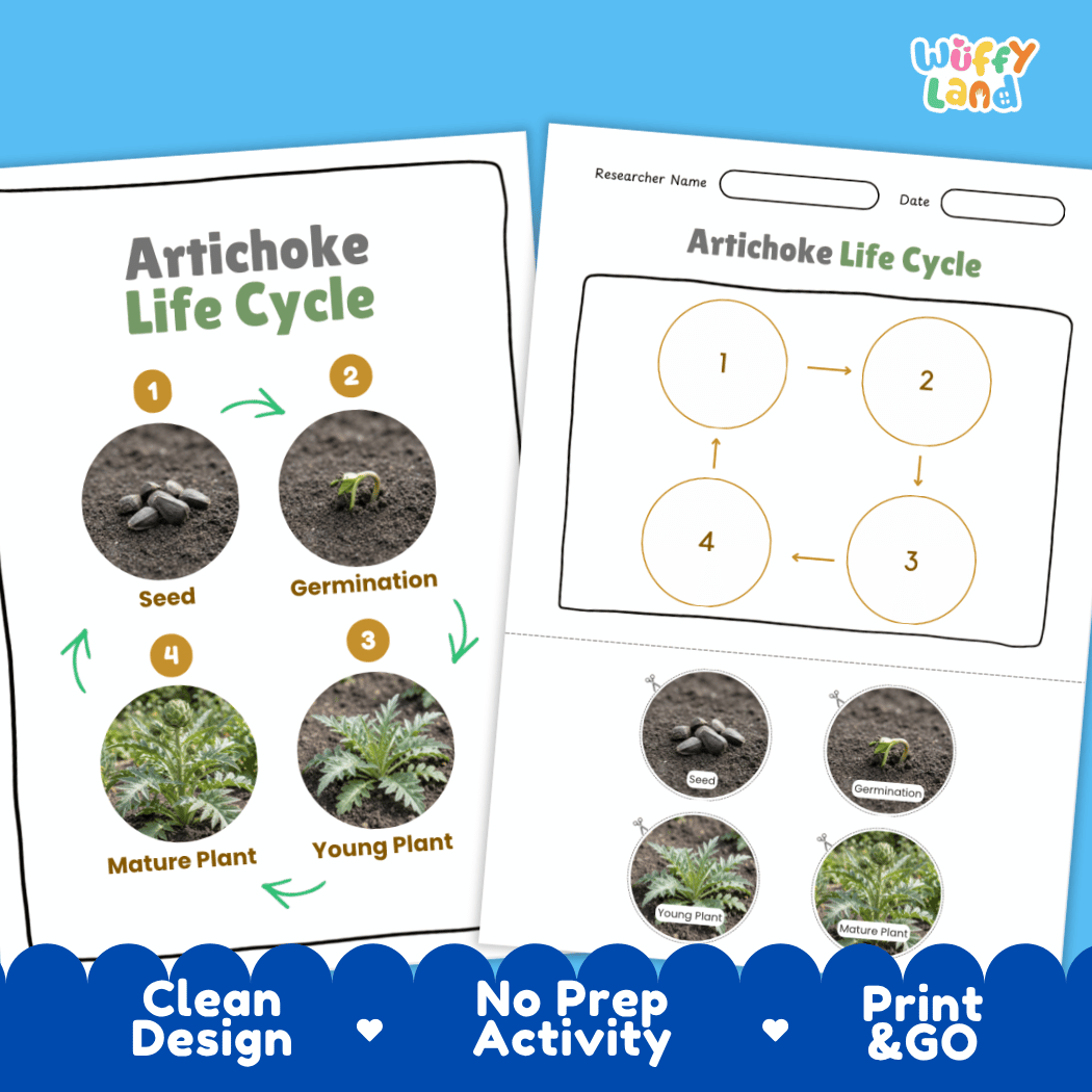 Print and go no-prep artichoke life cycle activity sheets featuring clean minimalist design for classroom and homeschool science