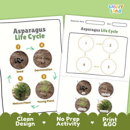 Print and go no-prep asparagus botany activity sheets featuring clean minimalist design for classroom and homeschool science