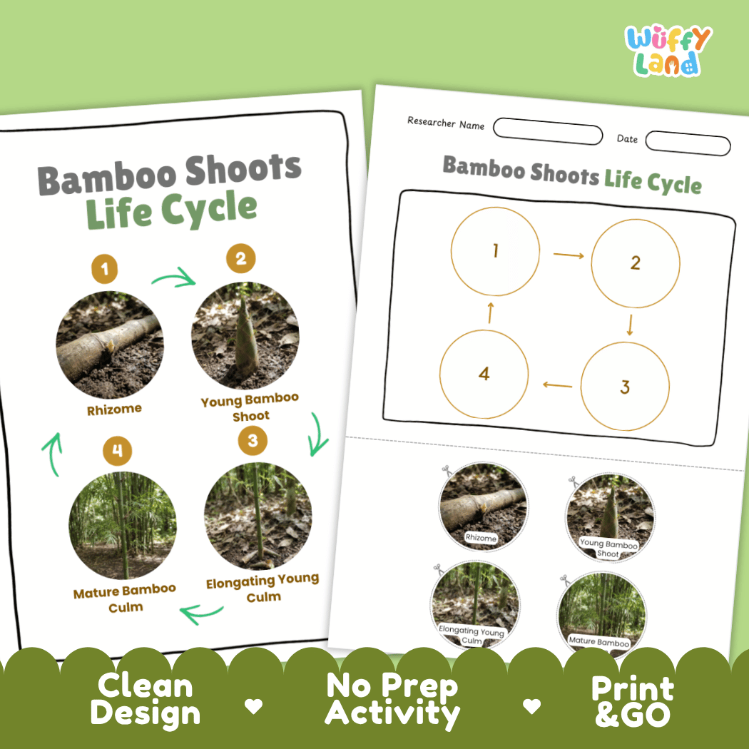 Print and go no-prep bamboo shoots botany activity sheets featuring clean minimalist design for classroom and homeschool science