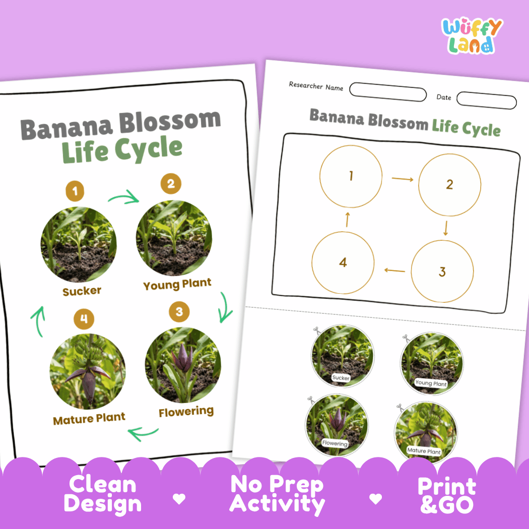Print and go no-prep banana blossom botany activity sheets featuring clean minimalist design for classroom and homeschool science