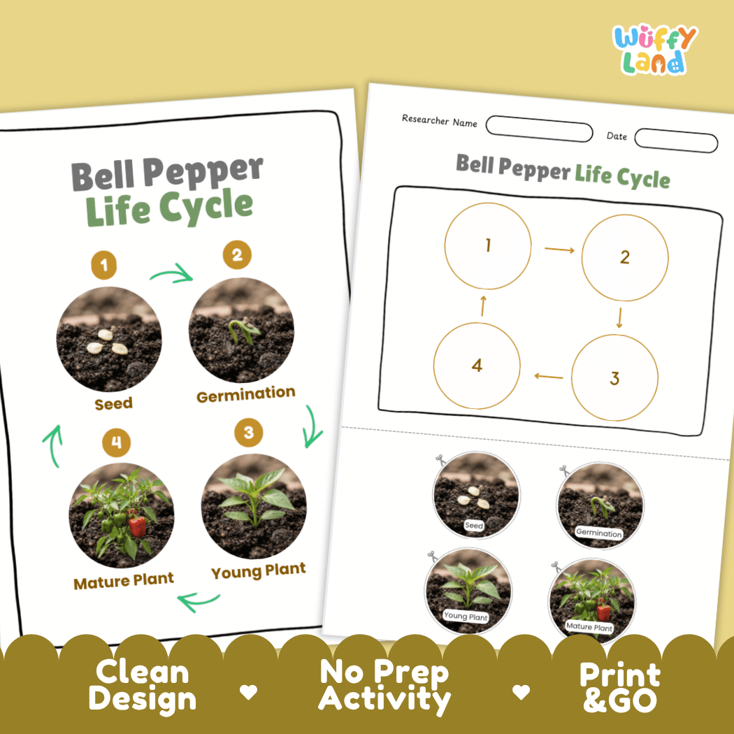 Print and go no-prep bell pepper botany activity sheets featuring clean minimalist design for classroom and homeschool science