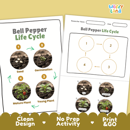 Print and go no-prep bell pepper botany activity sheets featuring clean minimalist design for classroom and homeschool science