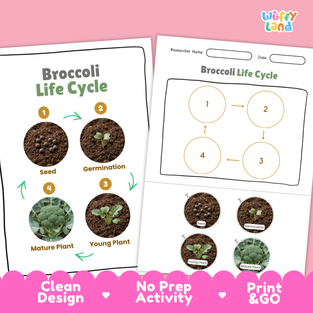 Print and go no-prep broccoli botany activity sheets featuring clean minimalist design for classroom and homeschool science